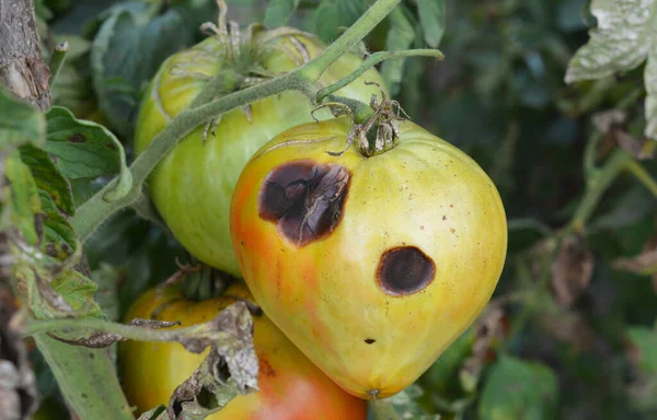 Anthracnose Tomato Disease Rot Spots Green Tomatoes Gray Damaged Leaves — Photo