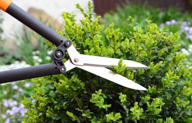 Bahçıvan kesme buxus, bahçe çit makasıyla boxwood çalıları.
