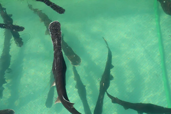 물고기 양어장 물고기 양식을 우리에 아메리카 Polyodon Spathula — 스톡 사진
