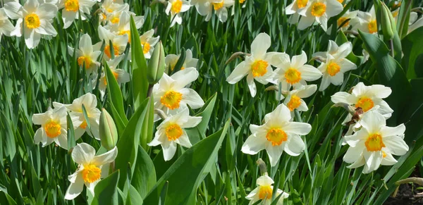 Beautiful Narcissus Daffodils Background White Daffodils Yellow Crown Blooming Flowerbed — Stockfoto