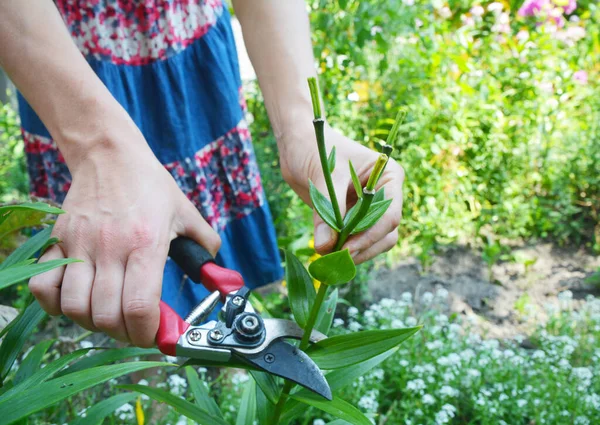 Jardineiro Lírios Deadheading Jardim — Fotografia de Stock