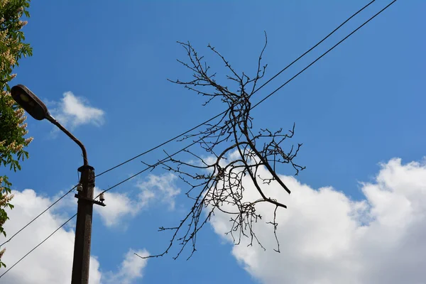 电线杆 飓风过后电线断了 断了有树枝的电线 — 图库照片