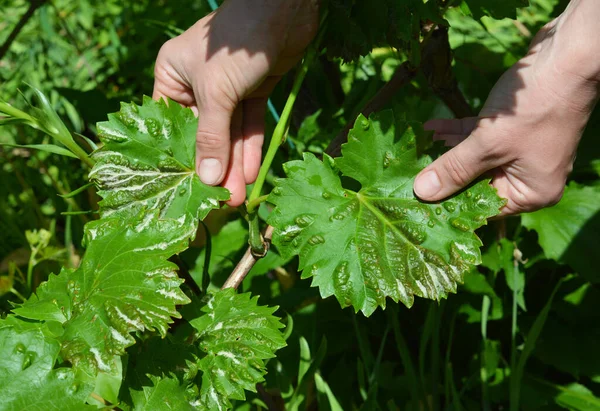 Agricoltore Che Mostra Antracnosi Malattia Fungina Foglie Vite Uva Sintomi — Foto Stock