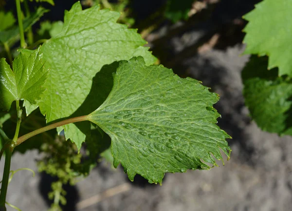Chemical burn  on the grapevine plant. Wrinkled grape vine leaves with  chemical burn of uncontrolled herbicide usage.
