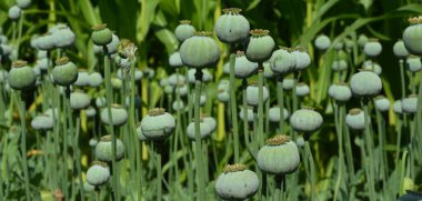 Afghan opium papaver or poppy cultivation as a concept of heroin addiction.  