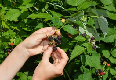 Woman harvesting black raspberries in the garden.  