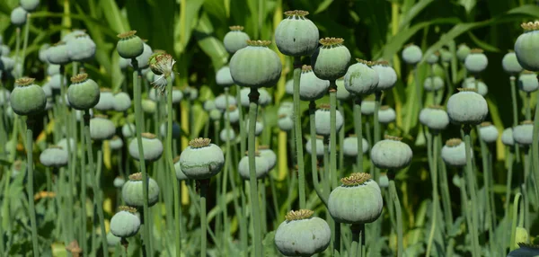Afghan Opium Papaver Poppy Cultivation Concept Heroin Addiction — Foto de Stock