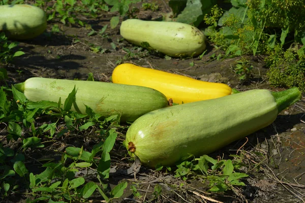Close up on zucchini in the garden