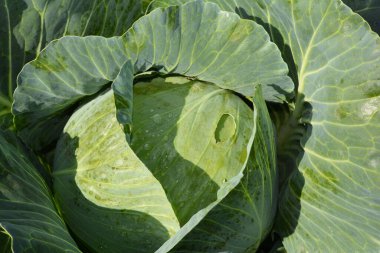 Çiy damlalı organik lahana kafası. Lahana desenli arka plan. Lahana hasadı.