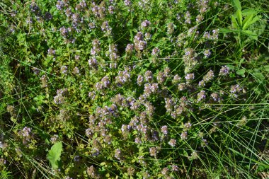 Pembe çiçekli timus bitkisi. Çayırda yabani timüs.