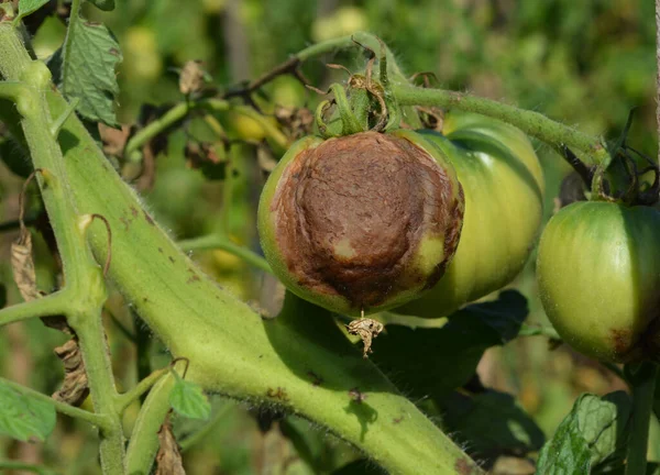 Tomato disease. The fungus buckeye rot of tomato caused by the pathogen Phytophthora parasitica badly affected a tomato plant.