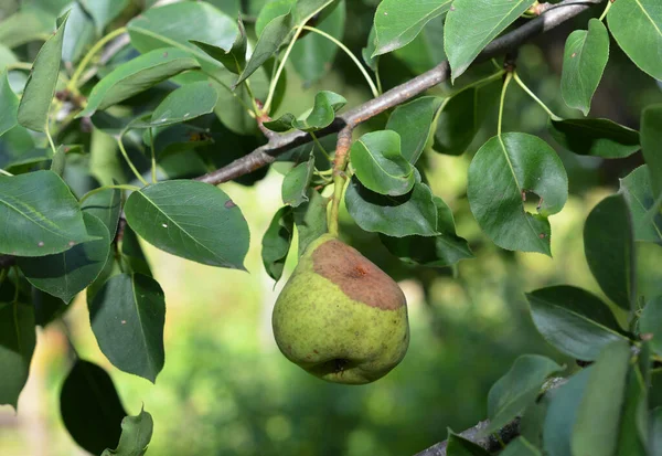 Gammelbirnenbild Nahaufnahme Von Gammelbirne Auf Dem Baum — Stockfoto