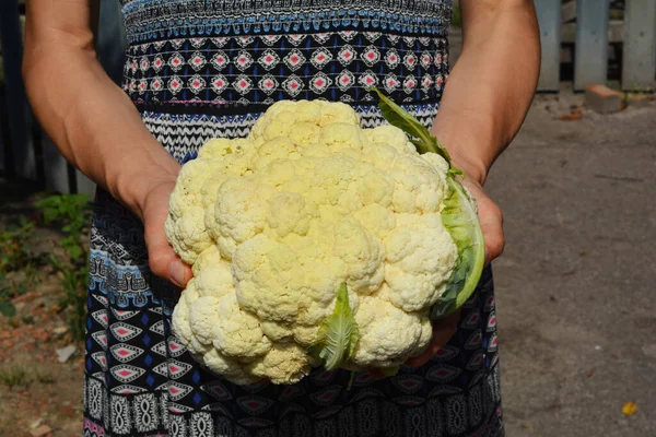 Gardener hold organic cauliflower head in hands. Raw cauliflower harvesting