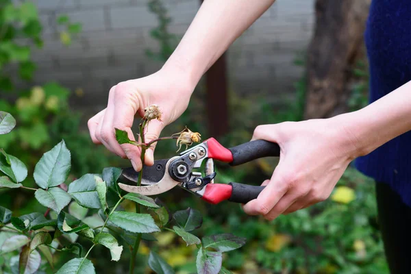 Deadheading Roses Bush Autumn Garden Roses Plant Care — Stock Photo, Image