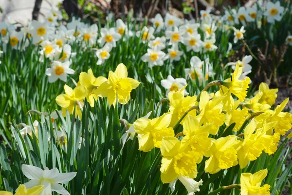 Biały Żółty Wiosna Narcyz Kwiaty Teksturowane Tło — Zdjęcie stockowe