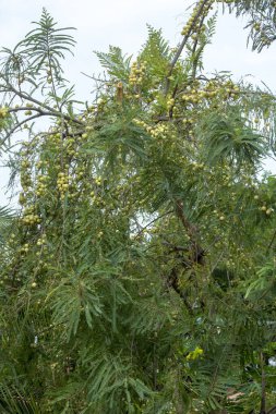 Kırsal bölgelerde ve ormanlarda ağaçlarda büyüyen Mem sağlıklı zengin besin kaynağıdır. Yerel dilde buna vitamin mineralleri açısından zengin nellikkaai denir. Işıl ışıl ten ve genç görünüş için en iyisi