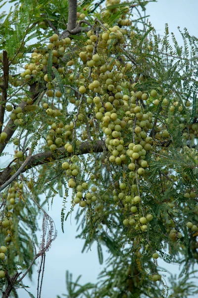 Amla Groeien Bomen Landelijke Gebieden Bossen Gezonde Rijke Voeding Fruit — Stockfoto