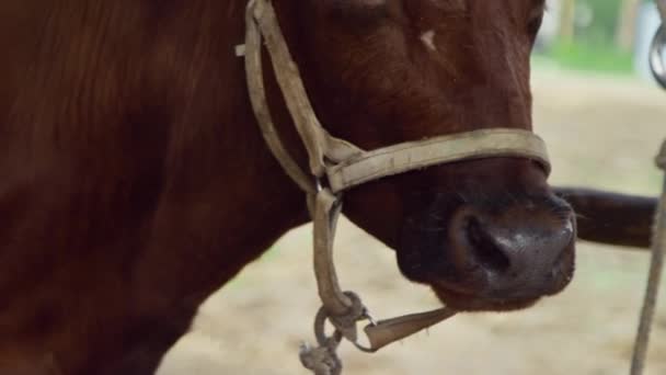 牛の耳に番号を持つ茶色の農場の安定したフェンスに接続されている. — ストック動画