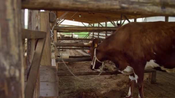 Коричнева корова з номером на вусі прив'язана до паркану в стайні на фермі.. — стокове відео