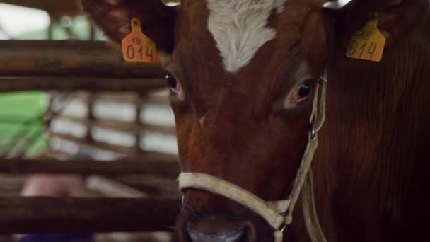 Brown cow with a number on its ear is tied to a fence in a stable on the farm. — Stock Video