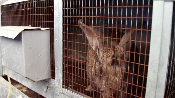 Groot bruin konijn zit in een kooi op een landelijke boerderij — Stockvideo