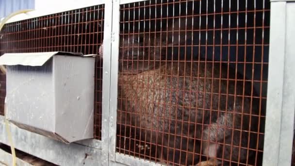 Groot bruin konijn zit in een kooi op een landelijke boerderij — Stockvideo