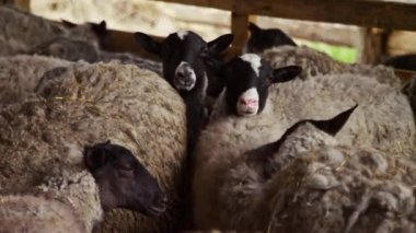 Tarımsal çiftlik hayvanlarının çiftliğinde ağıldaki beyaz koyun sürüsü