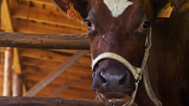 Vaca marrón con un número en la oreja está atada a una cerca en un establo en la granja. — Vídeos de Stock