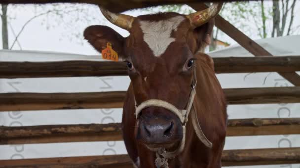 Коричнева корова з номером на вусі прив'язана до паркану в стайні на фермі.. — стокове відео