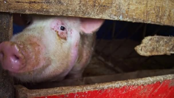 Cerdo blanco grande en un establo en una granja agrícola. — Vídeos de Stock