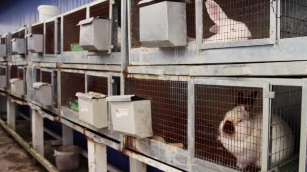 许多白兔坐在单人笼里，在农场里有喂食器. — 图库视频影像