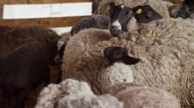 Tarımsal çiftlik hayvanlarının çiftliğinde ağıldaki beyaz koyun sürüsü