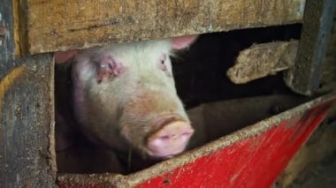 Tarımsal bir çiftlikteki ahırda büyük beyaz domuz..