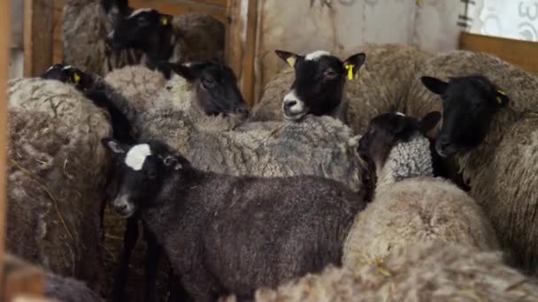 Troupeau de moutons blancs dans un corral d'une ferme d'élevage agricole — Video