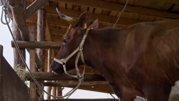 Kulağında bir numara olan kahverengi inek çiftlikteki bir ahırın çitine bağlanmış.. — Stok video