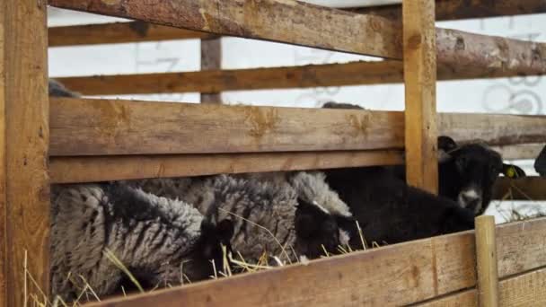 Hjord av vita får i en fålla på en bondgård med jordbruksdjur — Stockvideo