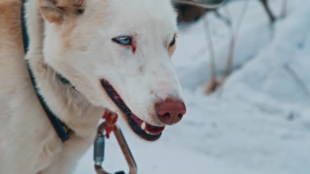 Close-up of a white and red dog hound outside on winter snowy day. — Stok video