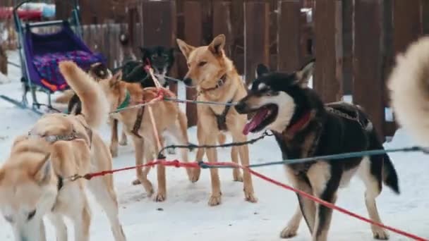 Sled dogs in sled breathe heavily sticking out their tongues in winter — Stock Video