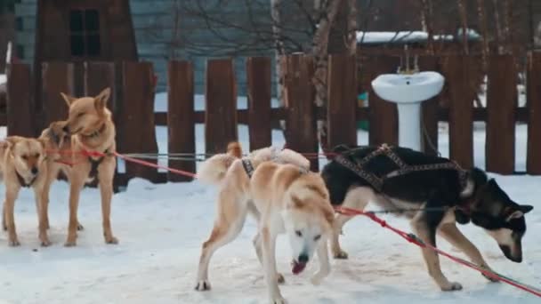 Sled dogs in sled breathe heavily with tongues sticking out and wallow in snow — Stockvideo