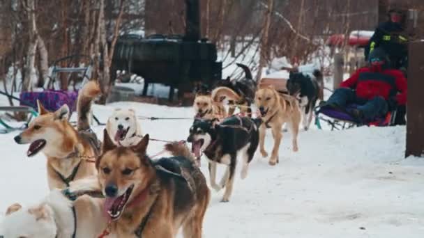 Sled dogs in north pull two men on a sleigh in winter snowy weather — Stock video