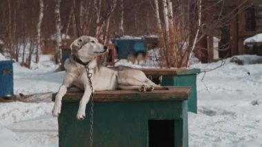 Guard dog with a collar and chain lies on a kennel on a winter snowy day.