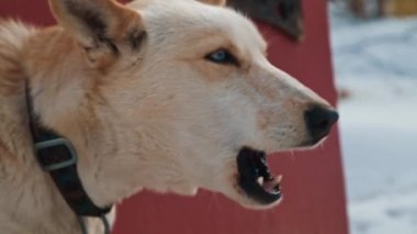 Close-up of white barking dog outside on a winter snowy day.