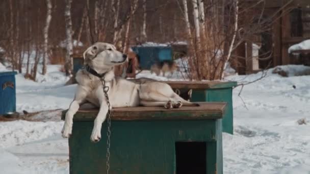 Guard dog with a collar and chain lies on a kennel on a winter snowy day. — Stok video