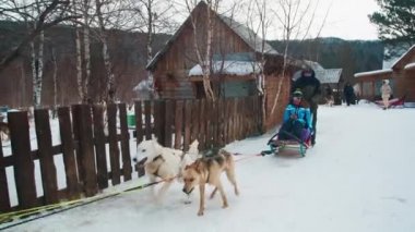 Sled dogs in north pull two men on a sleigh in winter snowy weather