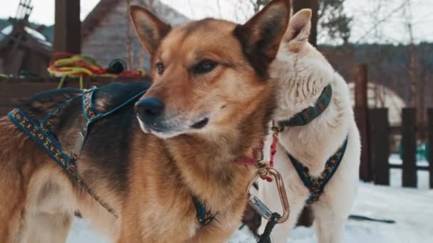 Sled honden in slee ademen zwaar steken hun tong in de winter — Stockvideo
