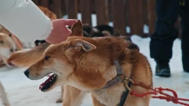Sáňoví psi v saních v zimě ztěžka vystrkují jazyk. — Stock video