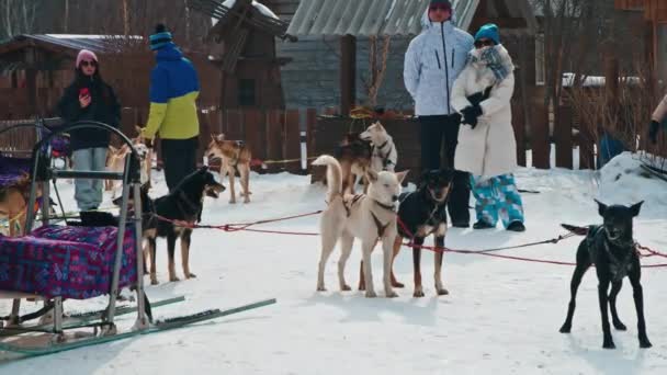 Los perros de trineo en trineo respiran pesadamente sacando sus lenguas en invierno — Vídeos de Stock