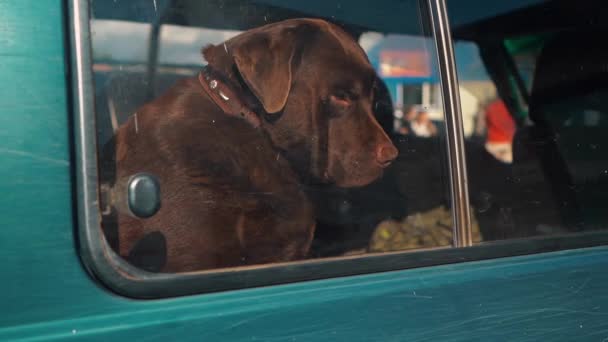 Одинокая коричневая собака сидит в машине и грустит — стоковое видео