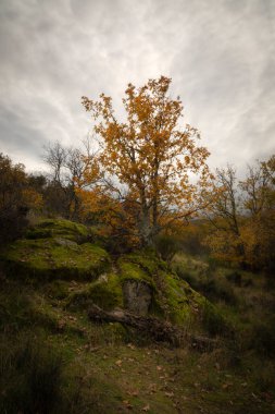 Sonbaharda sarı yapraklarıyla meşe ağacı kökleri ile yosun kaplı kayalara tutunur. La Herreria Ormanı, Segovia, İspanya. Arkaplanı bulutlu bir gökyüzü. Sonbahar Konsepti