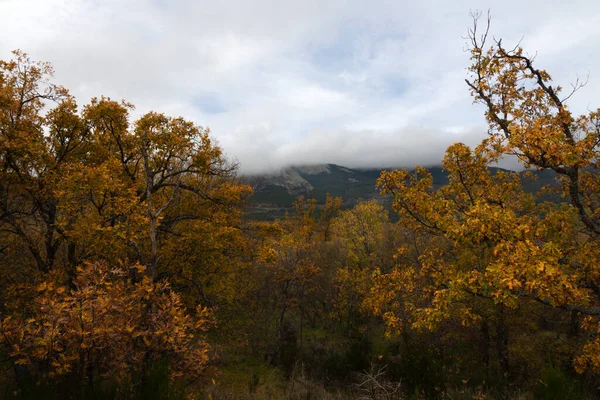 Sonbaharda meşe ormanı, tepeden vadiye kadar görünen dağlar ve bulutlu, sisli gökyüzü. Ocher, kahverengi ve altın rengi yapraklar. Sonbahar konsepti